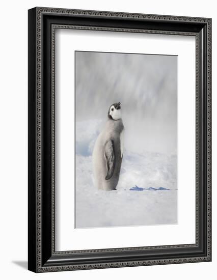 Cape Washington, Antarctica. An Emperor penguin chick stands with its head up.-Janet Muir-Framed Photographic Print