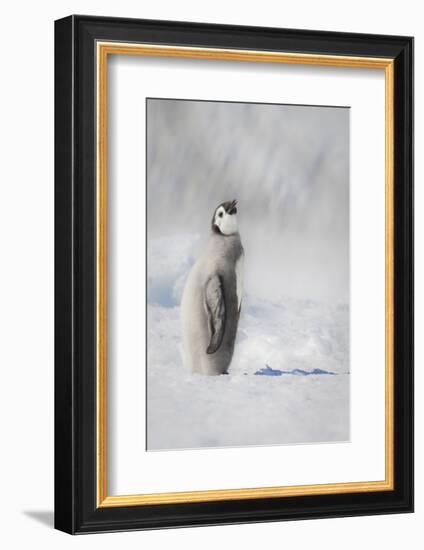 Cape Washington, Antarctica. An Emperor penguin chick stands with its head up.-Janet Muir-Framed Photographic Print