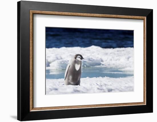 Cape Washington, Antarctica. An Emperor penguin chick with heart on its chest walks on the ice.-Janet Muir-Framed Photographic Print