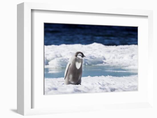 Cape Washington, Antarctica. An Emperor penguin chick with heart on its chest walks on the ice.-Janet Muir-Framed Photographic Print