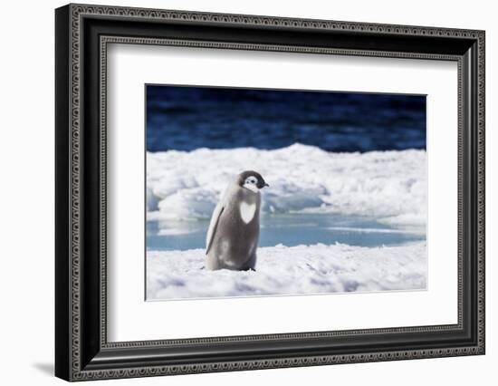 Cape Washington, Antarctica. An Emperor penguin chick with heart on its chest walks on the ice.-Janet Muir-Framed Photographic Print