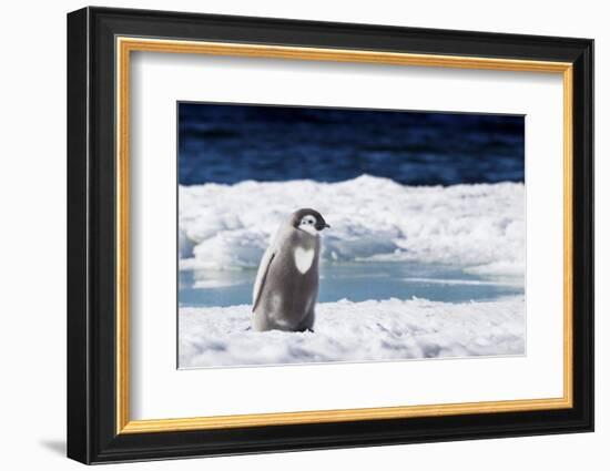 Cape Washington, Antarctica. An Emperor penguin chick with heart on its chest walks on the ice.-Janet Muir-Framed Photographic Print