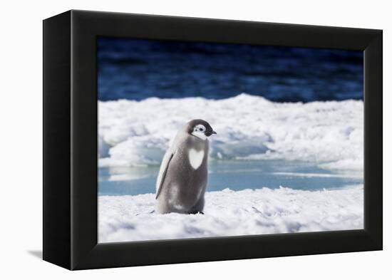 Cape Washington, Antarctica. An Emperor Penguin Chick with Heart-Janet Muir-Framed Premier Image Canvas