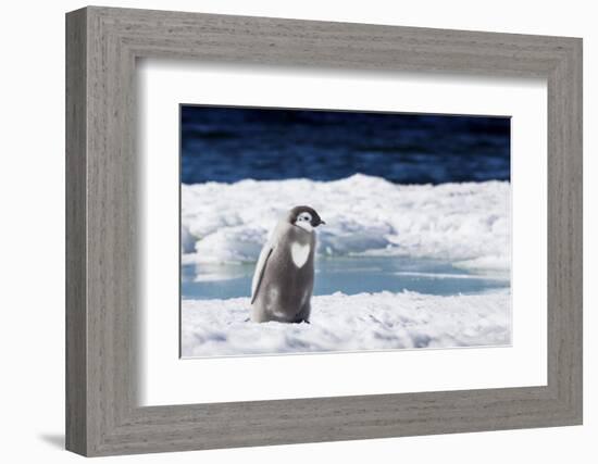 Cape Washington, Antarctica. An Emperor Penguin Chick with Heart-Janet Muir-Framed Photographic Print