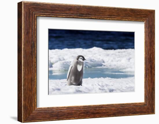 Cape Washington, Antarctica. An Emperor Penguin Chick with Heart-Janet Muir-Framed Photographic Print