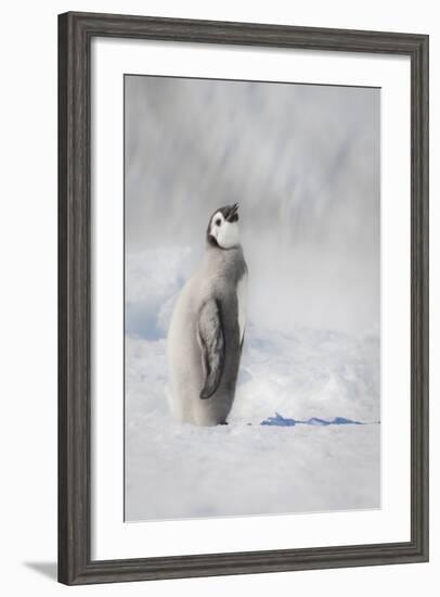 Cape Washington, Antarctica. an Emperor Penguin Chick-Janet Muir-Framed Photographic Print