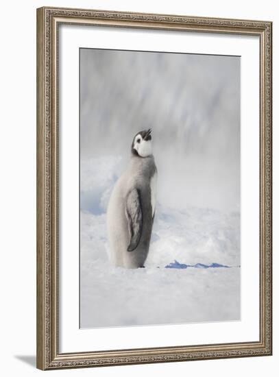 Cape Washington, Antarctica. an Emperor Penguin Chick-Janet Muir-Framed Photographic Print