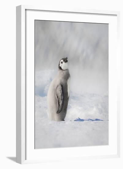 Cape Washington, Antarctica. an Emperor Penguin Chick-Janet Muir-Framed Photographic Print