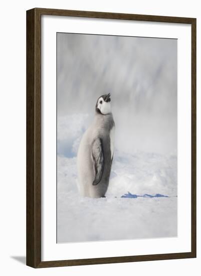 Cape Washington, Antarctica. an Emperor Penguin Chick-Janet Muir-Framed Photographic Print