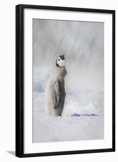 Cape Washington, Antarctica. an Emperor Penguin Chick-Janet Muir-Framed Photographic Print