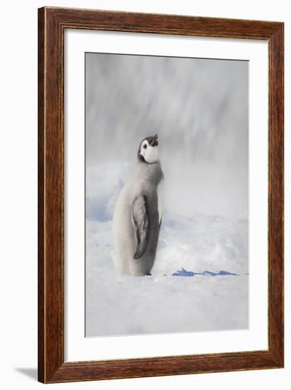 Cape Washington, Antarctica. an Emperor Penguin Chick-Janet Muir-Framed Photographic Print