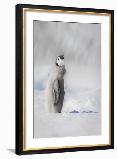 Cape Washington, Antarctica. an Emperor Penguin Chick-Janet Muir-Framed Photographic Print