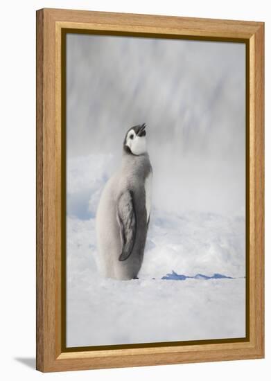 Cape Washington, Antarctica. an Emperor Penguin Chick-Janet Muir-Framed Premier Image Canvas