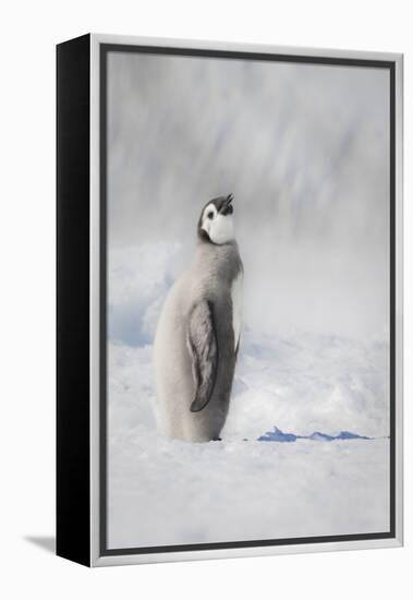 Cape Washington, Antarctica. an Emperor Penguin Chick-Janet Muir-Framed Premier Image Canvas