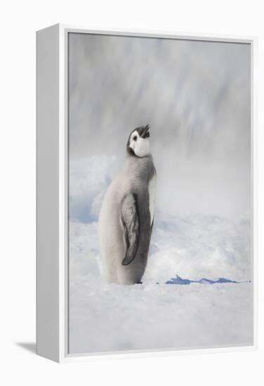Cape Washington, Antarctica. an Emperor Penguin Chick-Janet Muir-Framed Premier Image Canvas