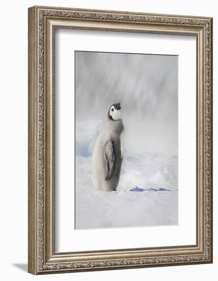 Cape Washington, Antarctica. an Emperor Penguin Chick-Janet Muir-Framed Photographic Print