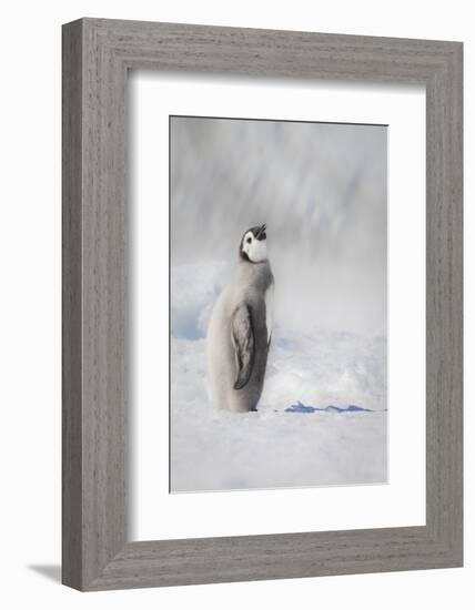 Cape Washington, Antarctica. an Emperor Penguin Chick-Janet Muir-Framed Photographic Print