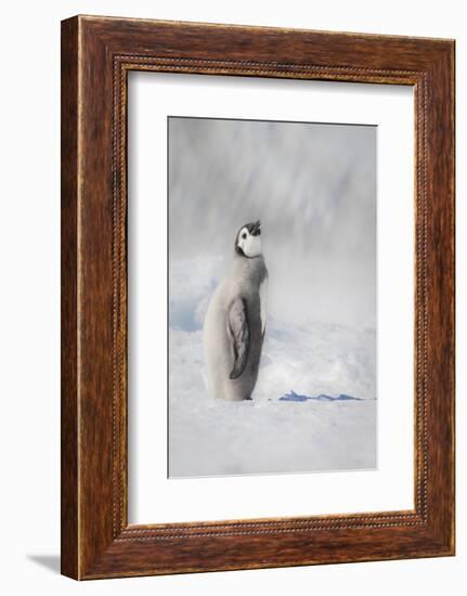 Cape Washington, Antarctica. an Emperor Penguin Chick-Janet Muir-Framed Photographic Print