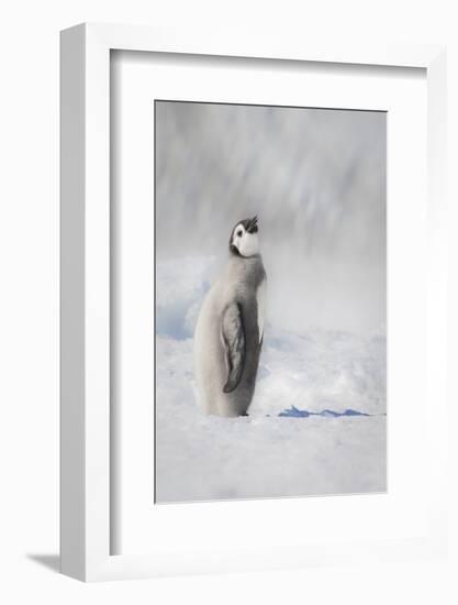 Cape Washington, Antarctica. an Emperor Penguin Chick-Janet Muir-Framed Photographic Print