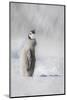 Cape Washington, Antarctica. an Emperor Penguin Chick-Janet Muir-Mounted Photographic Print
