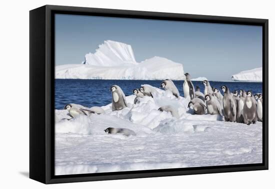 Cape Washington, Antarctica. Emperor Penguin Chicks-Janet Muir-Framed Premier Image Canvas
