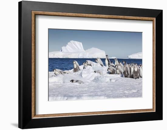 Cape Washington, Antarctica. Emperor Penguin Chicks-Janet Muir-Framed Photographic Print