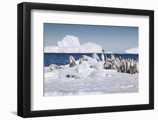 Cape Washington, Antarctica. Emperor Penguin Chicks-Janet Muir-Framed Photographic Print