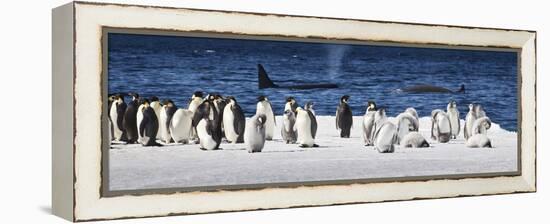 Cape Washington, Antarctica. Emperor Penguins and Orcas-Janet Muir-Framed Premier Image Canvas