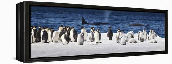 Cape Washington, Antarctica. Emperor Penguins and Orcas-Janet Muir-Framed Premier Image Canvas