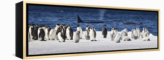 Cape Washington, Antarctica. Emperor Penguins and Orcas-Janet Muir-Framed Premier Image Canvas