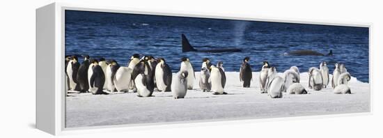 Cape Washington, Antarctica. Emperor Penguins and Orcas-Janet Muir-Framed Premier Image Canvas