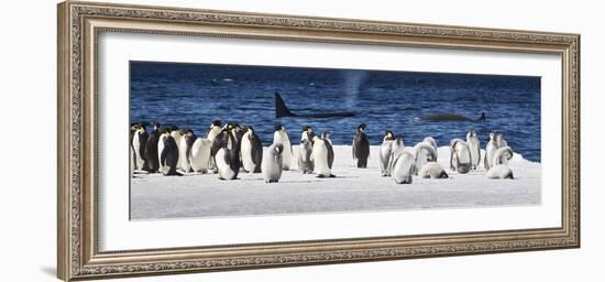 Cape Washington, Antarctica. Emperor Penguins and Orcas-Janet Muir-Framed Photographic Print