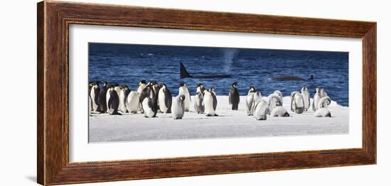 Cape Washington, Antarctica. Emperor Penguins and Orcas-Janet Muir-Framed Photographic Print