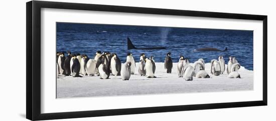 Cape Washington, Antarctica. Emperor Penguins and Orcas-Janet Muir-Framed Photographic Print