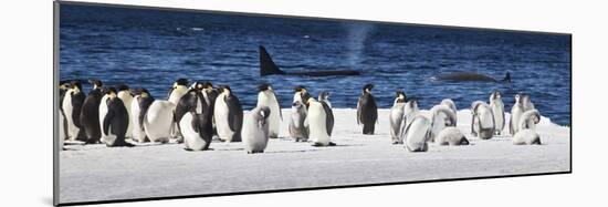 Cape Washington, Antarctica. Emperor Penguins and Orcas-Janet Muir-Mounted Photographic Print
