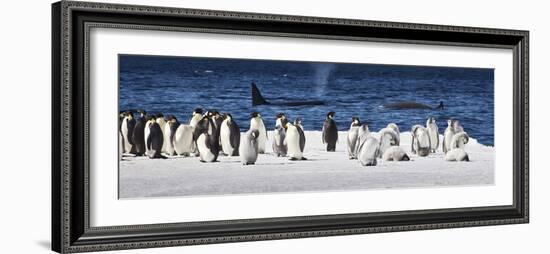 Cape Washington, Antarctica. Emperor Penguins and Orcas-Janet Muir-Framed Photographic Print