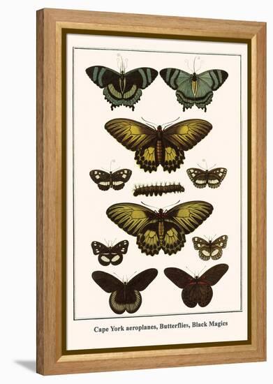 Cape York Aeroplanes, Butterflies, Black Magics-Albertus Seba-Framed Stretched Canvas