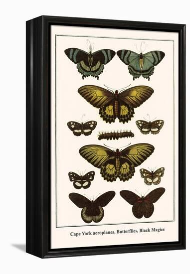 Cape York Aeroplanes, Butterflies, Black Magics-Albertus Seba-Framed Stretched Canvas