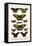 Cape York Aeroplanes, Butterflies, Black Magics-Albertus Seba-Framed Stretched Canvas