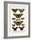 Cape York Aeroplanes, Butterflies, Black Magics-Albertus Seba-Framed Art Print