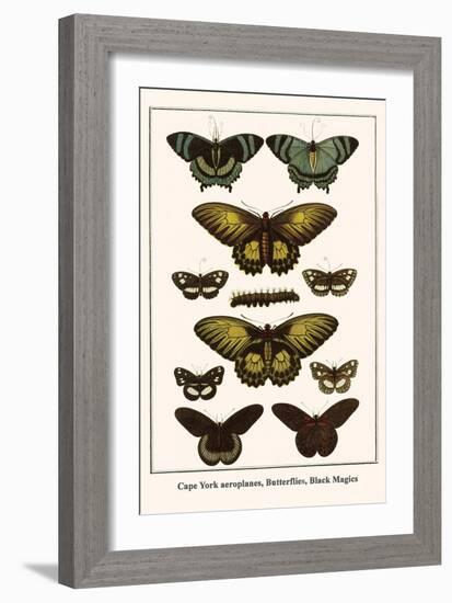 Cape York Aeroplanes, Butterflies, Black Magics-Albertus Seba-Framed Art Print