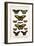 Cape York Aeroplanes, Butterflies, Black Magics-Albertus Seba-Framed Art Print