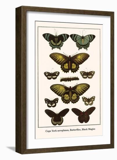 Cape York Aeroplanes, Butterflies, Black Magics-Albertus Seba-Framed Art Print