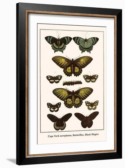 Cape York Aeroplanes, Butterflies, Black Magics-Albertus Seba-Framed Art Print