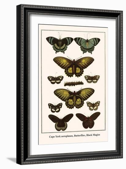 Cape York Aeroplanes, Butterflies, Black Magics-Albertus Seba-Framed Art Print