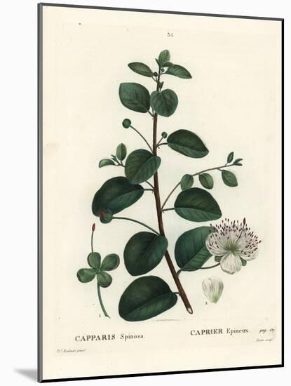 Caper Bush, Capparis Spinosa. Handcoloured Stipple Engraving by Moret after an Illustration by Pier-Pierre-Joseph Redouté-Mounted Giclee Print