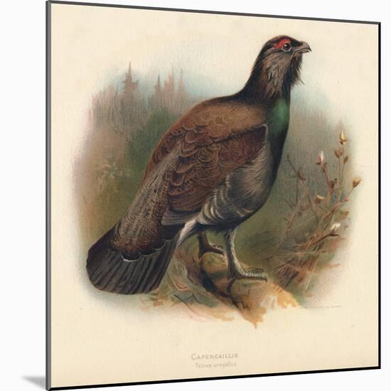 Capercaillie (Tetrao urogallus), 1900, (1900)-Charles Whymper-Mounted Giclee Print