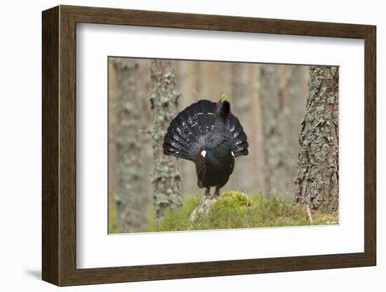 Capercaillie (Tetrao Urogallus) Adult Male Displaying. Cairngorms Np, Scotland, February-Mark Hamblin-Framed Photographic Print