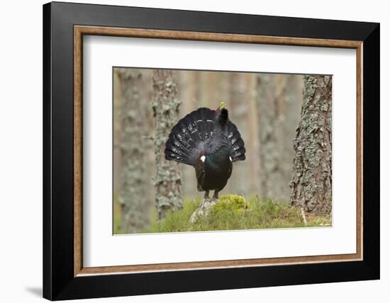 Capercaillie (Tetrao Urogallus) Adult Male Displaying. Cairngorms Np, Scotland, February-Mark Hamblin-Framed Photographic Print