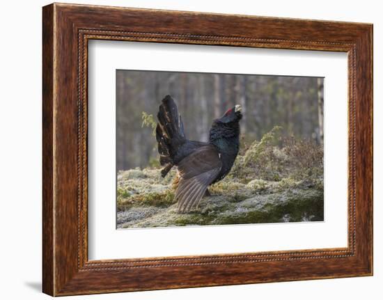 Capercaillie (Tetrao Urogallus) Male Displaying At Lek With Wings Outstretched-Andy Trowbridge-Framed Photographic Print